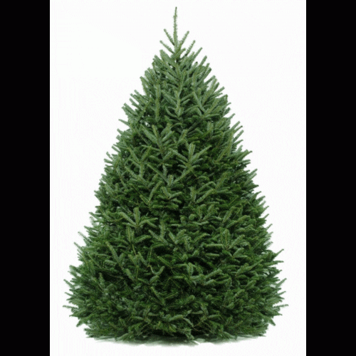 5 6 ft Frasier Fir