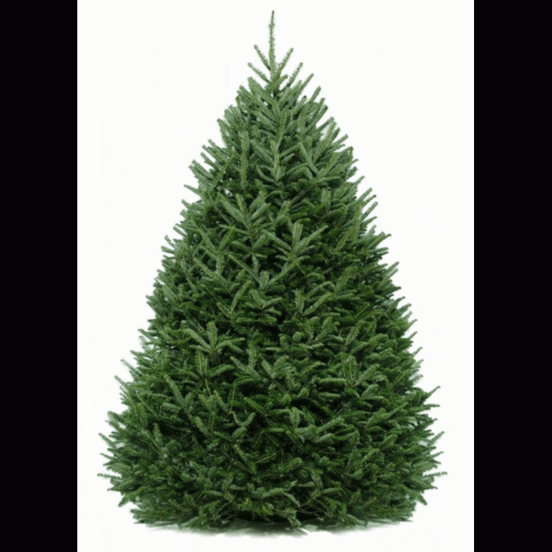 5 6 ft Frasier Fir