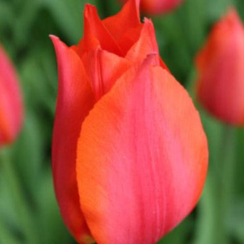 96802 Tulip Orange Cassini