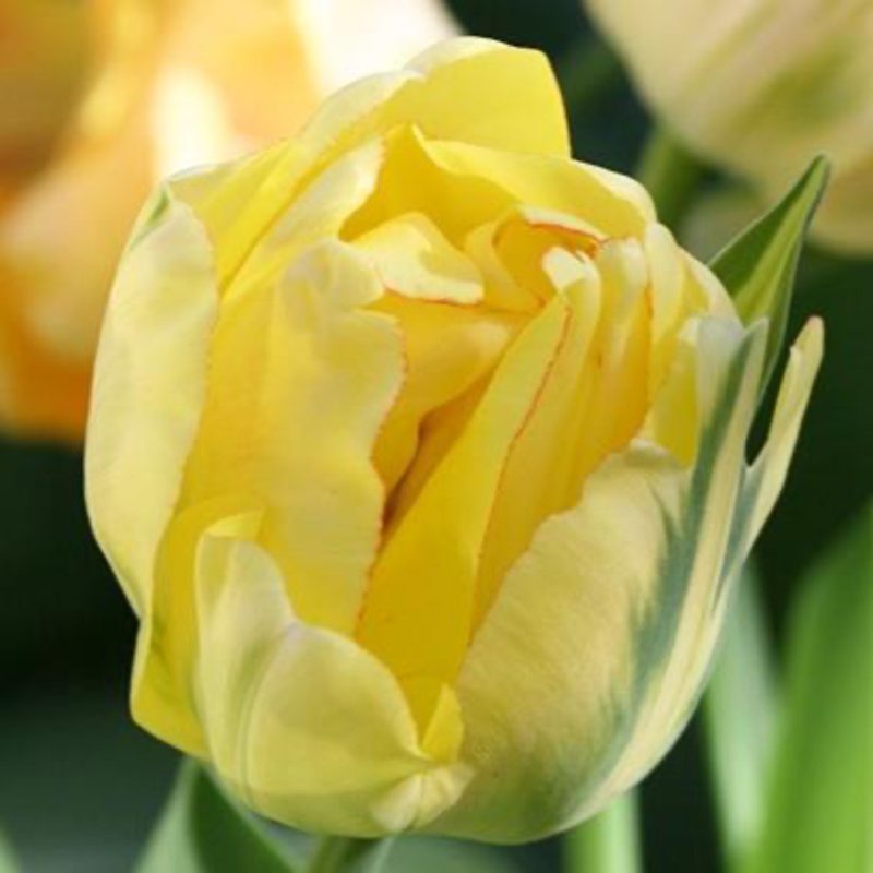 96806 Tulip Adebono