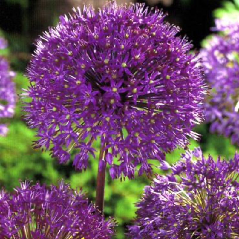 96828 Allium Purple Sensation