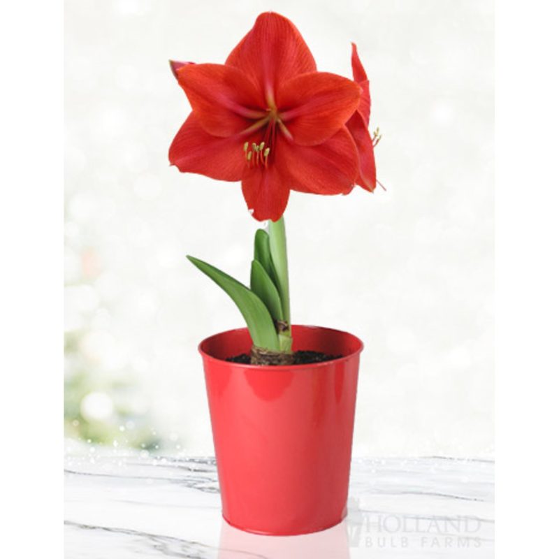 96900 Red Lion Amaryllis Kit Re Pot