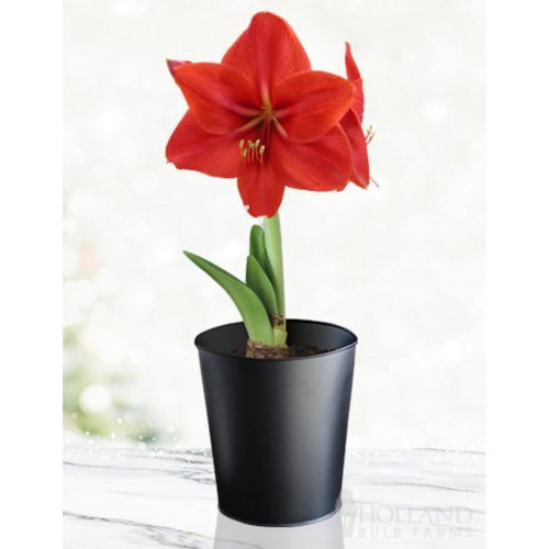 96901 Red Lion Amaryllis Kit Black Pot