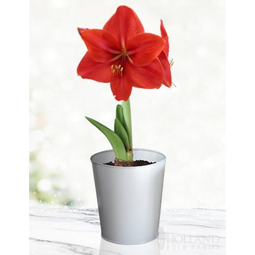 96902 Red Lion Amaryllis Kit Silver Pot