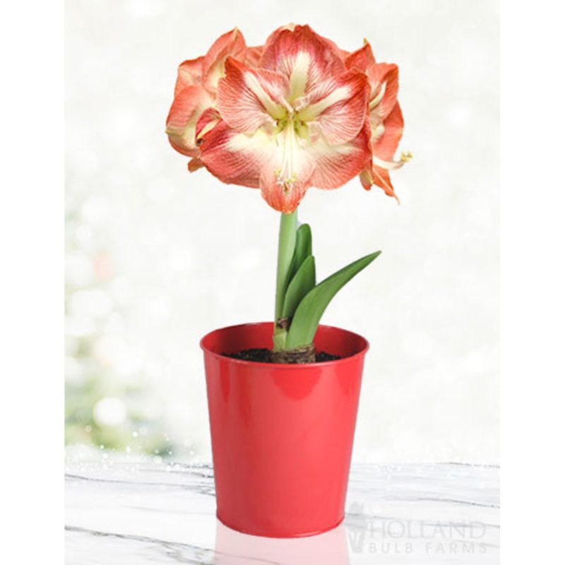 96903 Minerva Amaryllis Kit Red Pot