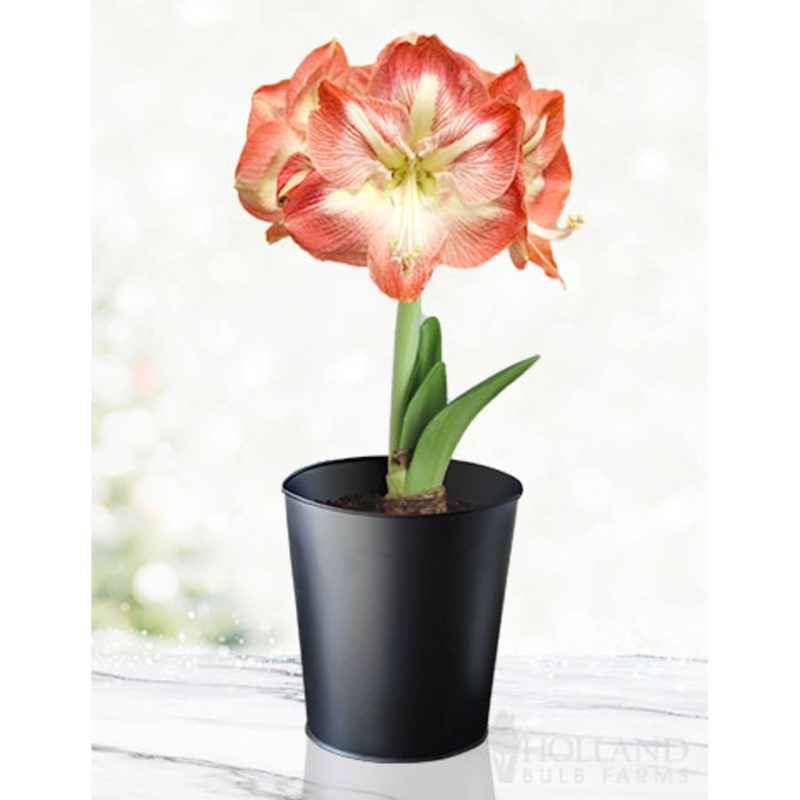 96904 Minverva Amaryllis Kit Black Pot