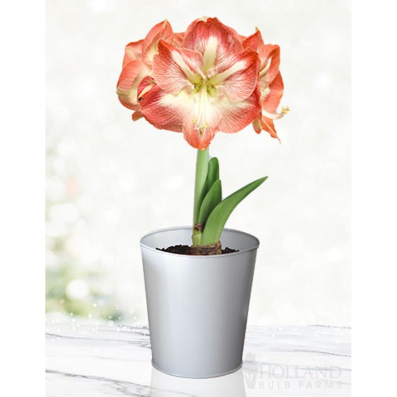 96905 Minerva Amaryllis Kit Silver Pot