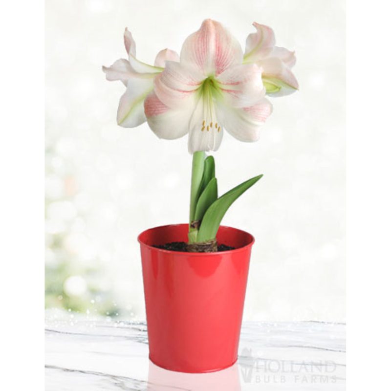 96906 Charming Amaryllis Kit Red Pot