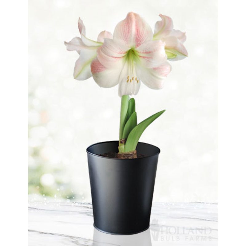 96907 Charming Amaryllis Kit Black Pot