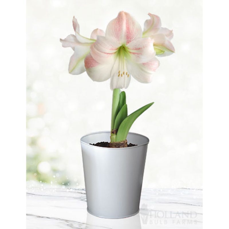 96908 Charming Amaryllis Kit Silver Pot