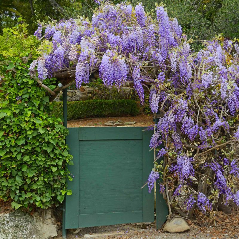 Amethyst Falls Wisteria 1