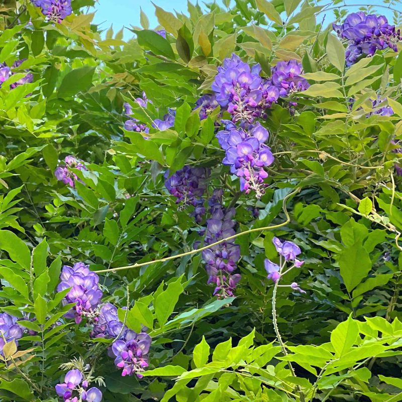 Amethyst Falls Wisteria 2