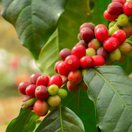 Arabica Coffee unripe beans