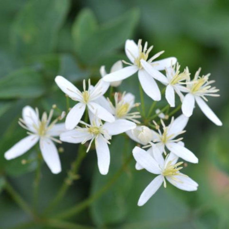 Armandii Snowdrift Clematis 1