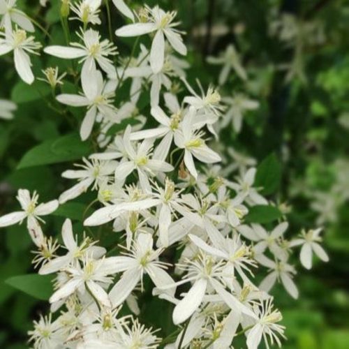 Armandii Snowdrift Clematis 2