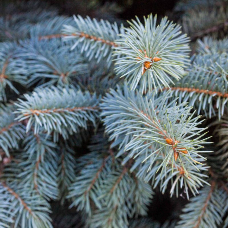 Baby BLue Spruce 1