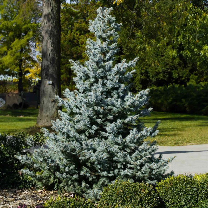 Baby BLue Spruce 2