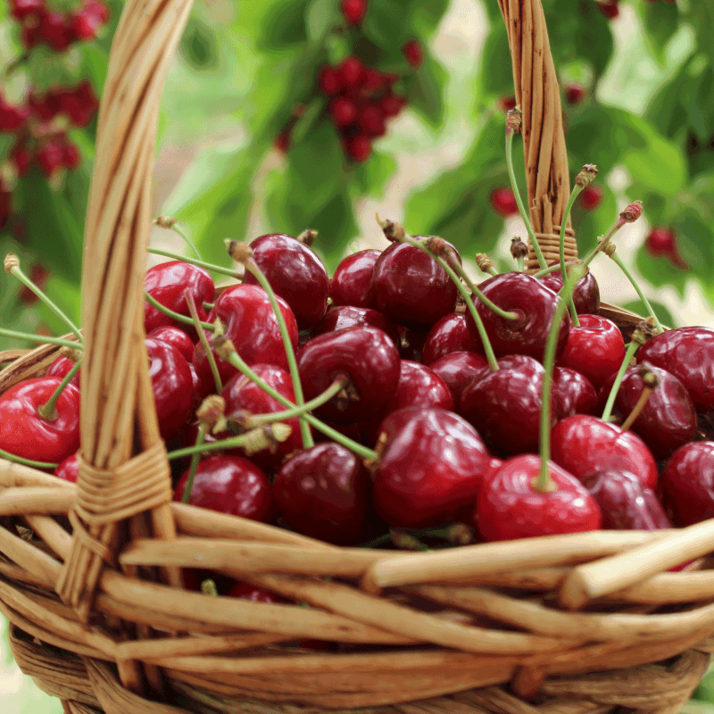 Bing Cherry Tree Basket