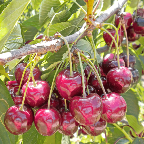 Bing Cherry Tree Close