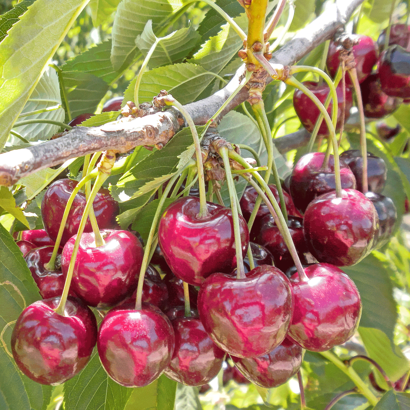 Bing Cherry Tree Close