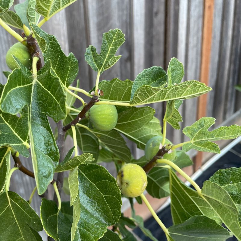 Black Mission Fig closeup