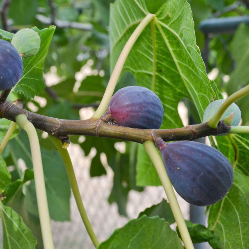 Black Mission Fig fruit branch