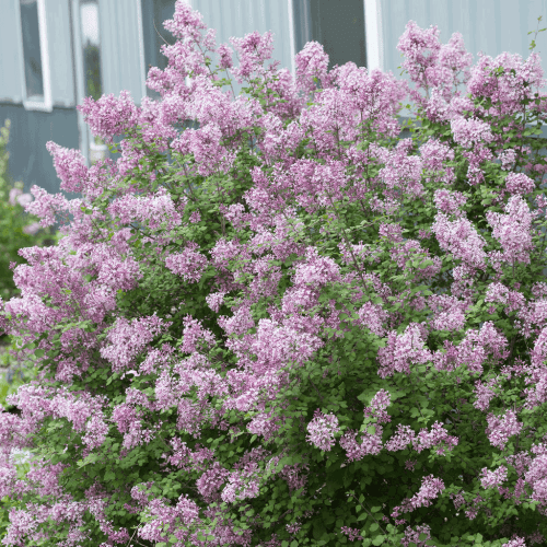 Bloomerang Lilac Shrub full