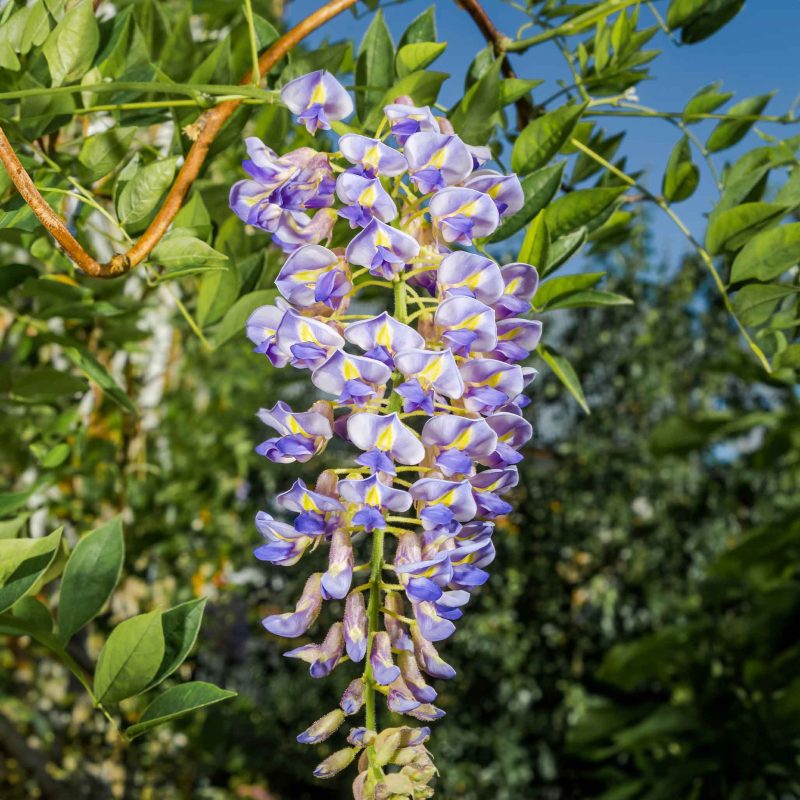 Blue Moon Wisteria 1