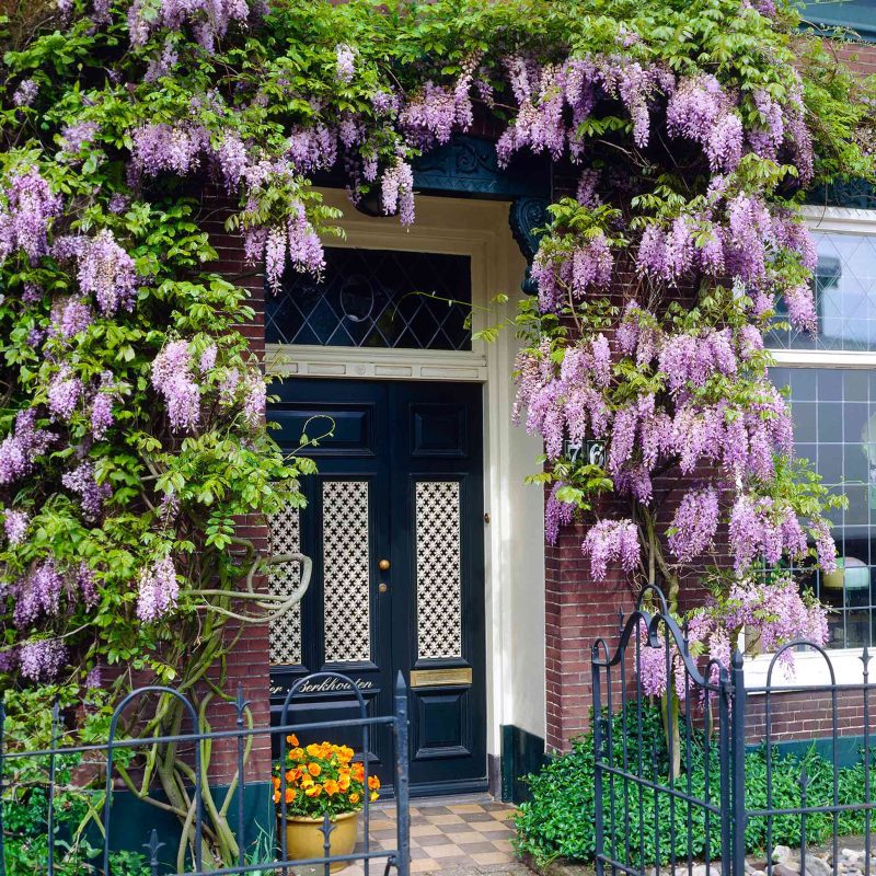 Blue Moon Wisteria 3