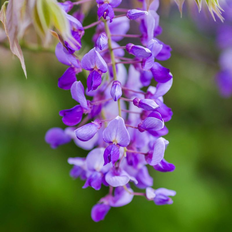 Blue Moon Wisteria Close