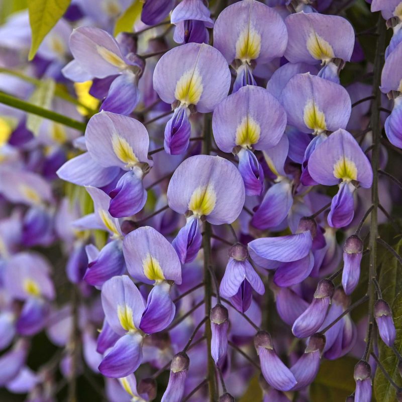 Blue Moon Wisteria Close1