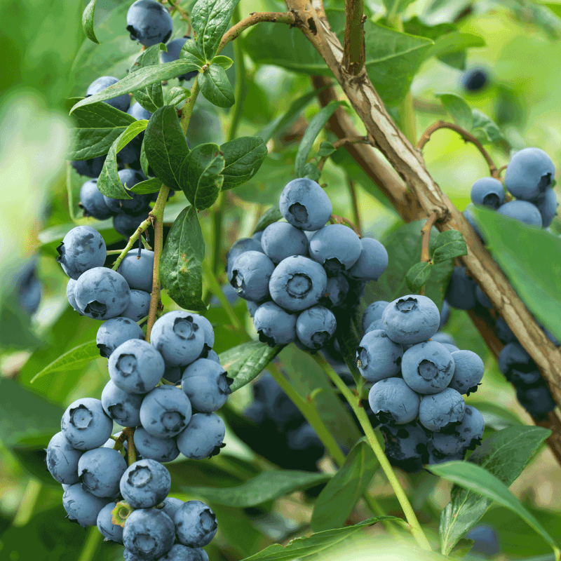 Blueberry Bushes close