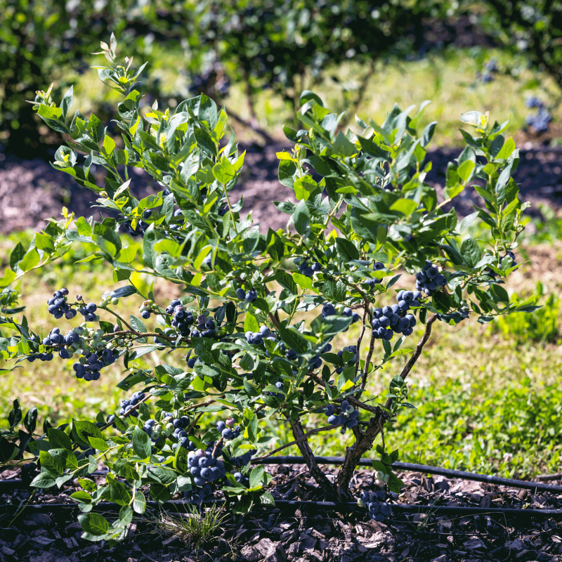 Blueberry Bushes full