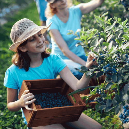 Blueberry Bushes girlpicking