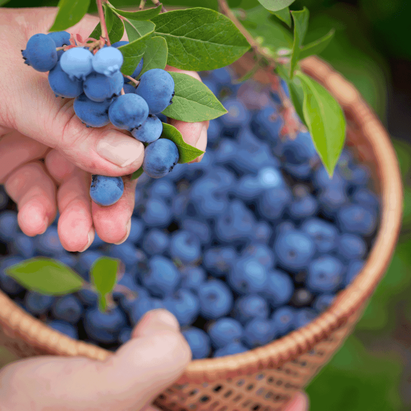 Blueberry Bushes picking