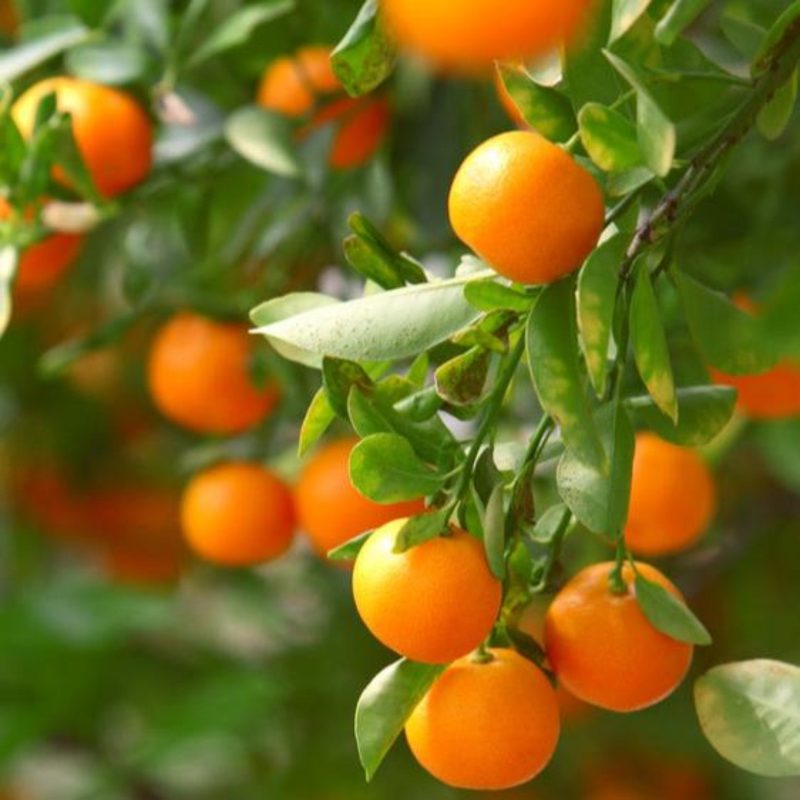 California Honey Mandarin Tree 1