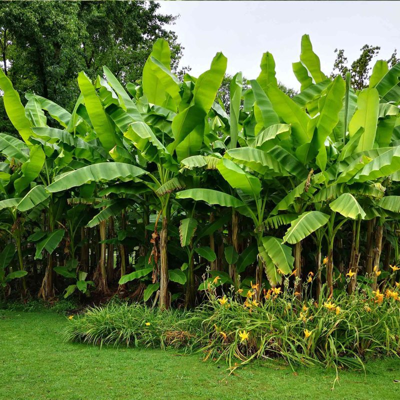 Cavendish Bananas 4