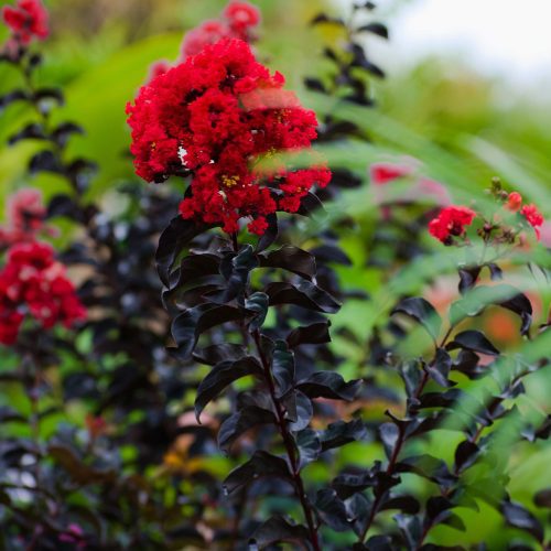 Crape Myrtle Thunderstruck Rumblin Red 1