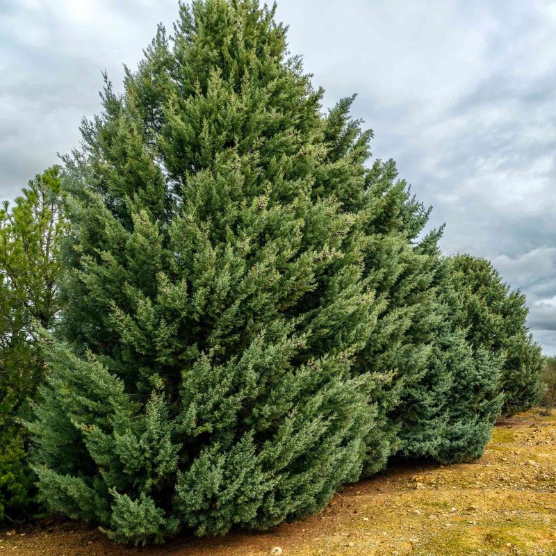 Cupressus arizonica carolina saphire 1