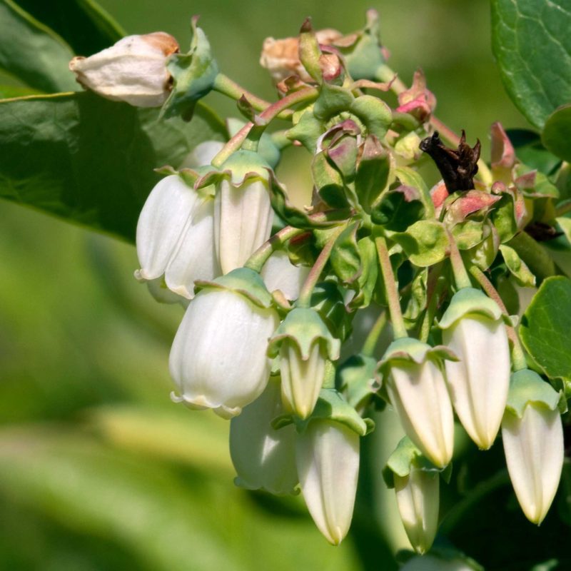 Duke Blueberry Bloom