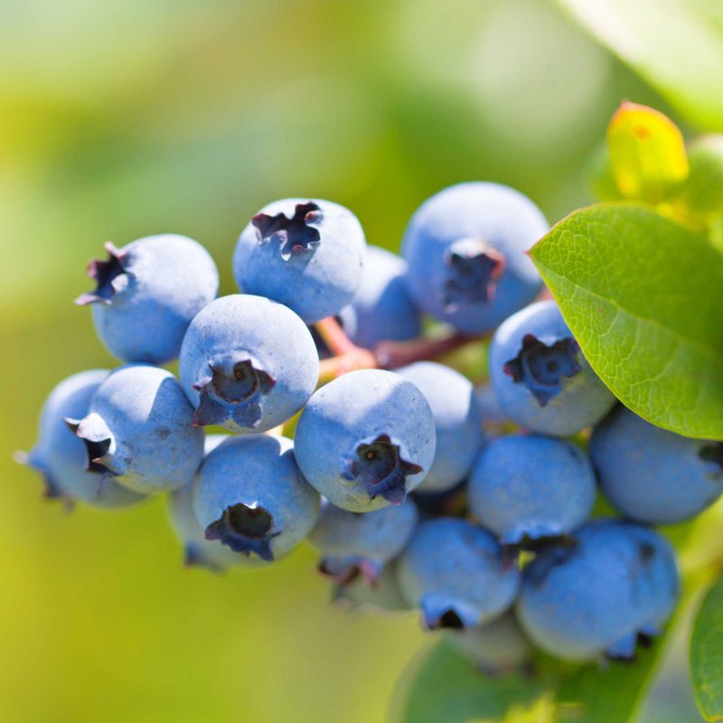 Duke Blueberry Fruit