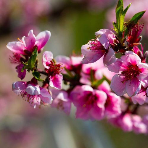 Elberta Peach Blossom