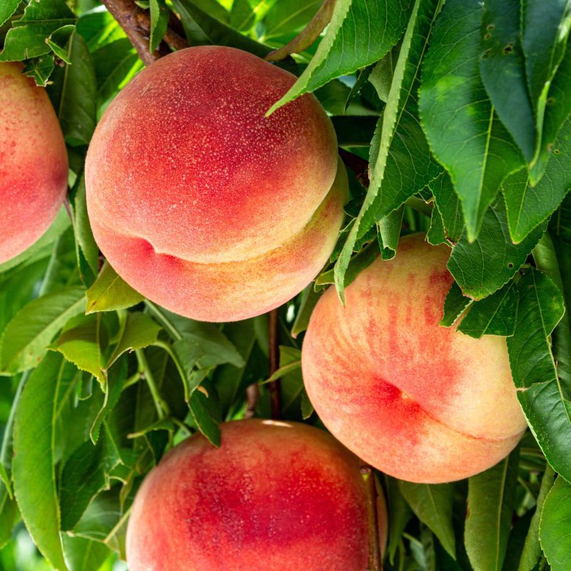 Elberta Peach Fruit