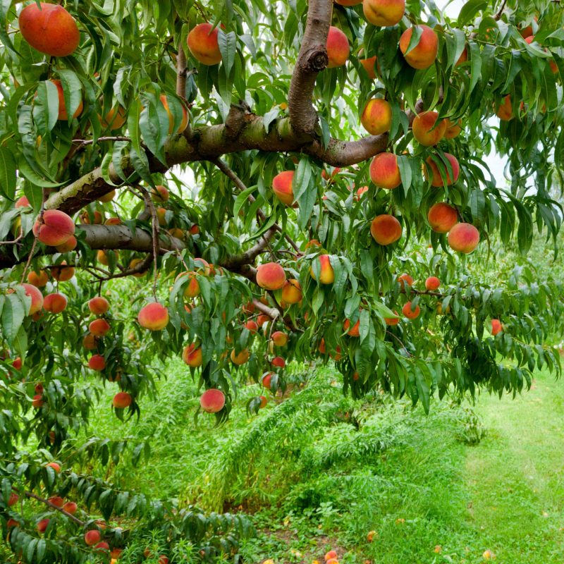 Elberta Peach Tree1