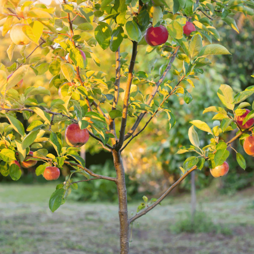 Fuji Apple Tree Full