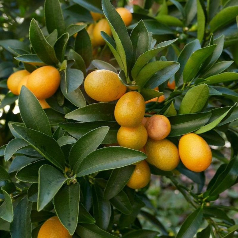 Fukushu Kumquat Tree 1