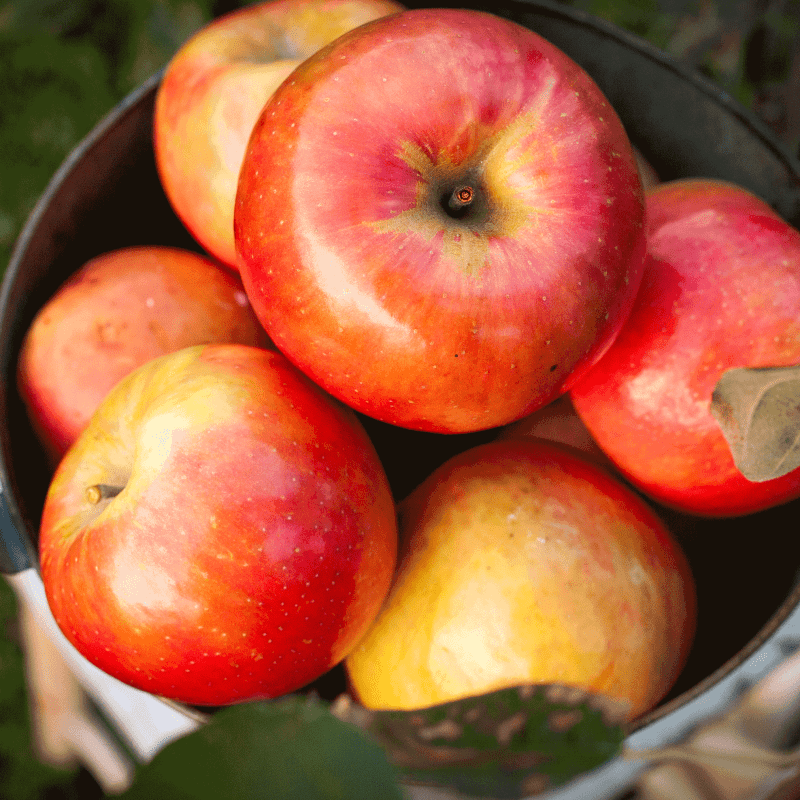 Gala Apple Tree Basket