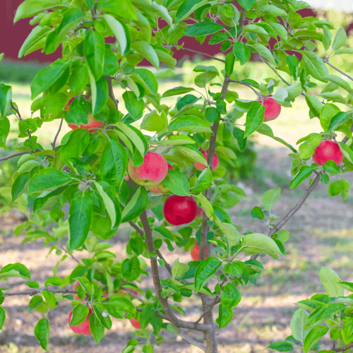 Gala Apple Tree Fruit