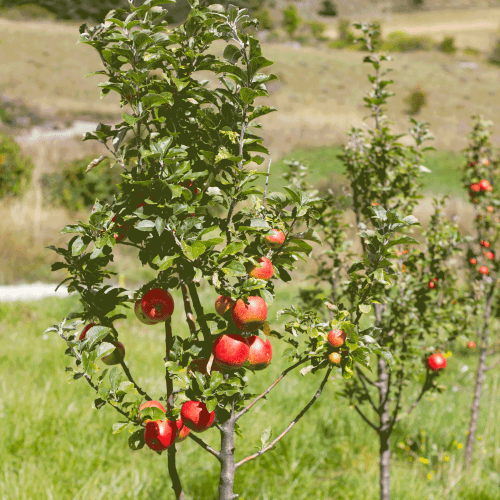 Gala Apple Tree Row