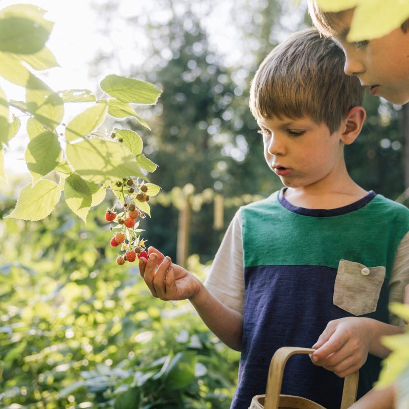 Heritage Raspberry Two Children Picking